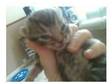pure tabby kittens for sale.200 ono. hi we have got 4....