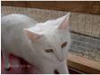 british shorthair cross bengal rescued spayed female