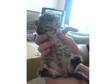 beautiful tabbys kittens for sale 150 ono. hi we have....