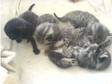 tabby kittens for sale. 2 male tabby kittens for....