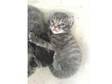 kittens for sale. 2 male tabby kittens for sale..and 1....