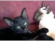 2 LOVELY siamese cross kittens for sale. Both black. 1....