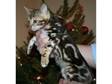 Gorgeous Brown marble bengal kitten. Full pedigree....