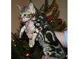 Tri-Colour Marble bengal kitten. Stunning full pedigree....