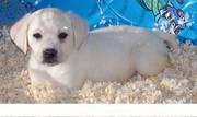 Sweet labrador puppy for loving homes