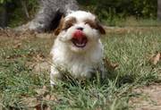 Shih Tzu Puppies For Good Homes