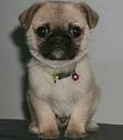 adorable pug puppies for re-homing