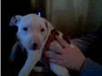 puppy. Absolutely gorgeous 8 week old staffy pup good....