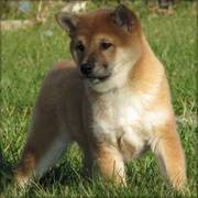 lovely shiba inu puppies for sale