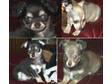Chihuahua puppies Longcoated Girl dark sable,  Lad light....