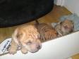 3 Kc Registered Shar Pei Pups,  parents available to be....