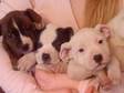 STAFFORDSHIRE BULL TERRIER PUPPIES Pedigree boys and....