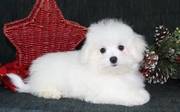 cute and lovely Maltese puppies for swet homes