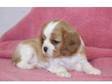 beautiful Cavalier King Charles Spaniel for a good home.....