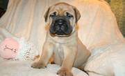 Bullmastiff Puppies For Adorable Homes