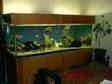 WANTED unwanted Fish tanks or equipment,  must be free, ....
